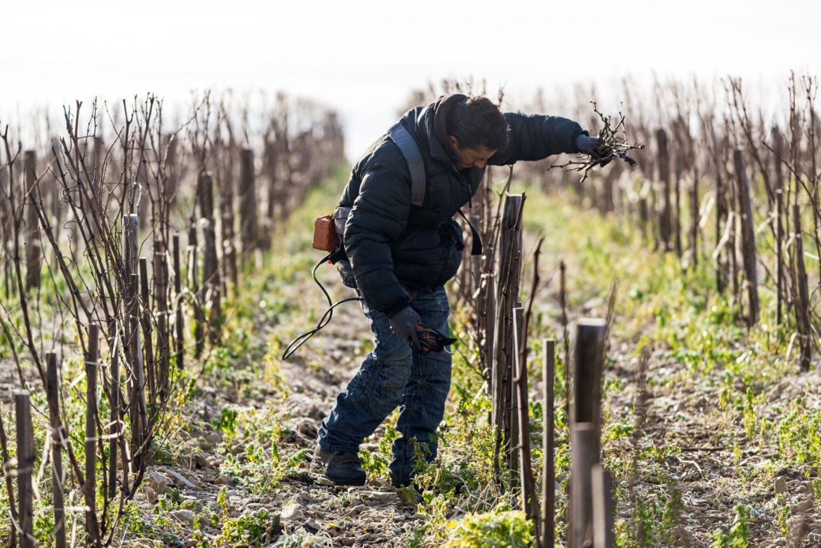 Pruning vineyards of Centre-Loire