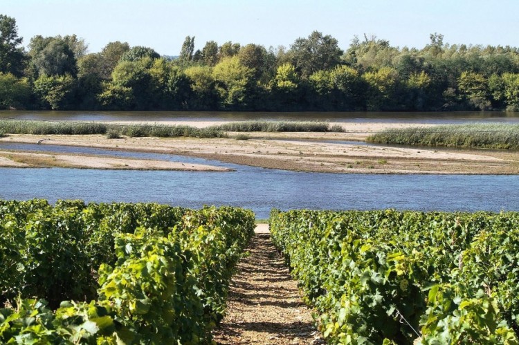 Vignes et Loire