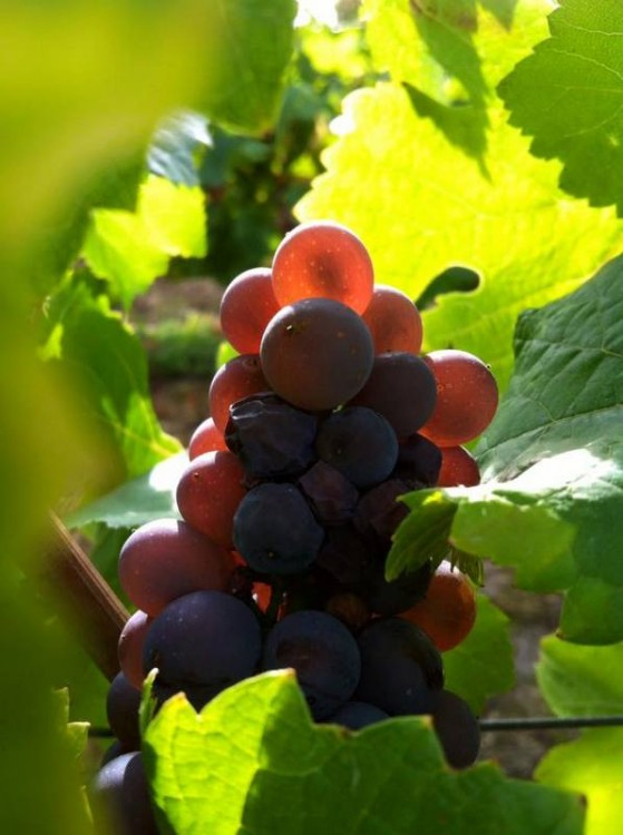 Pinot Gris de l'appellation Reuilly
