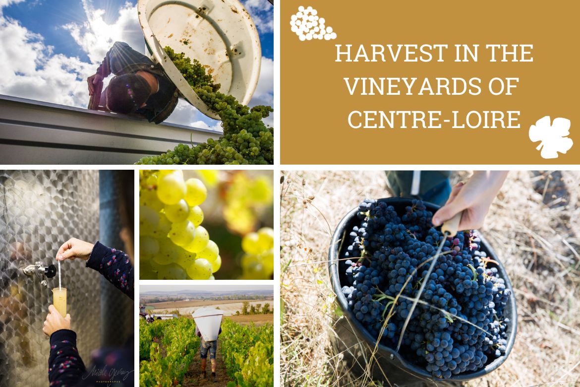Harvest Centre-Loire Vineyards