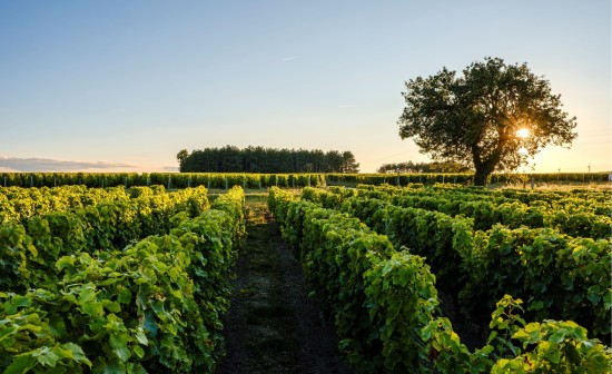 Vignobles Centre Loire