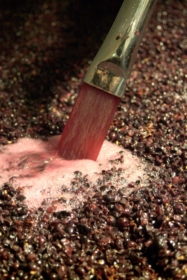 Vinification red wines