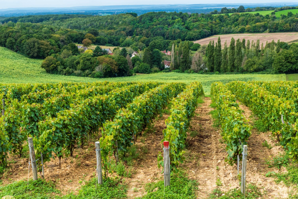 Côtes de La Charité IGP