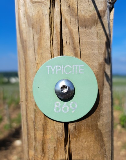 Typicite